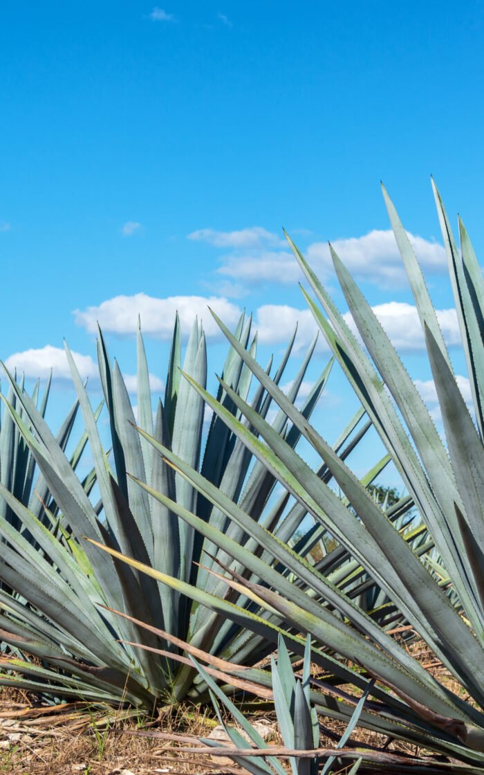 MEZCAL